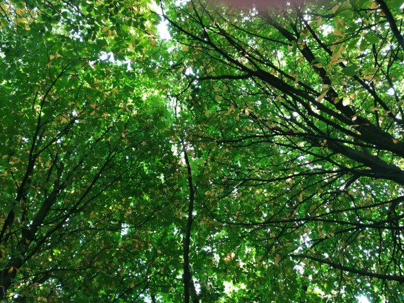 The joined canopies of many trees in leaf, taken from beneath.