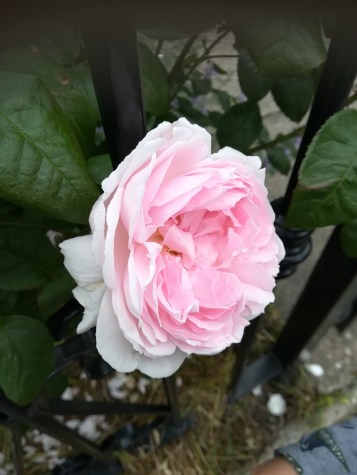 a pink rose in full bloom peeps out from between the black bars of a fence